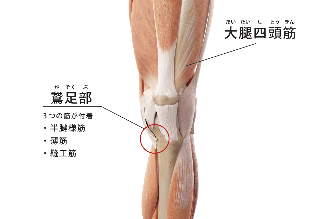 4. 内側半月板損傷