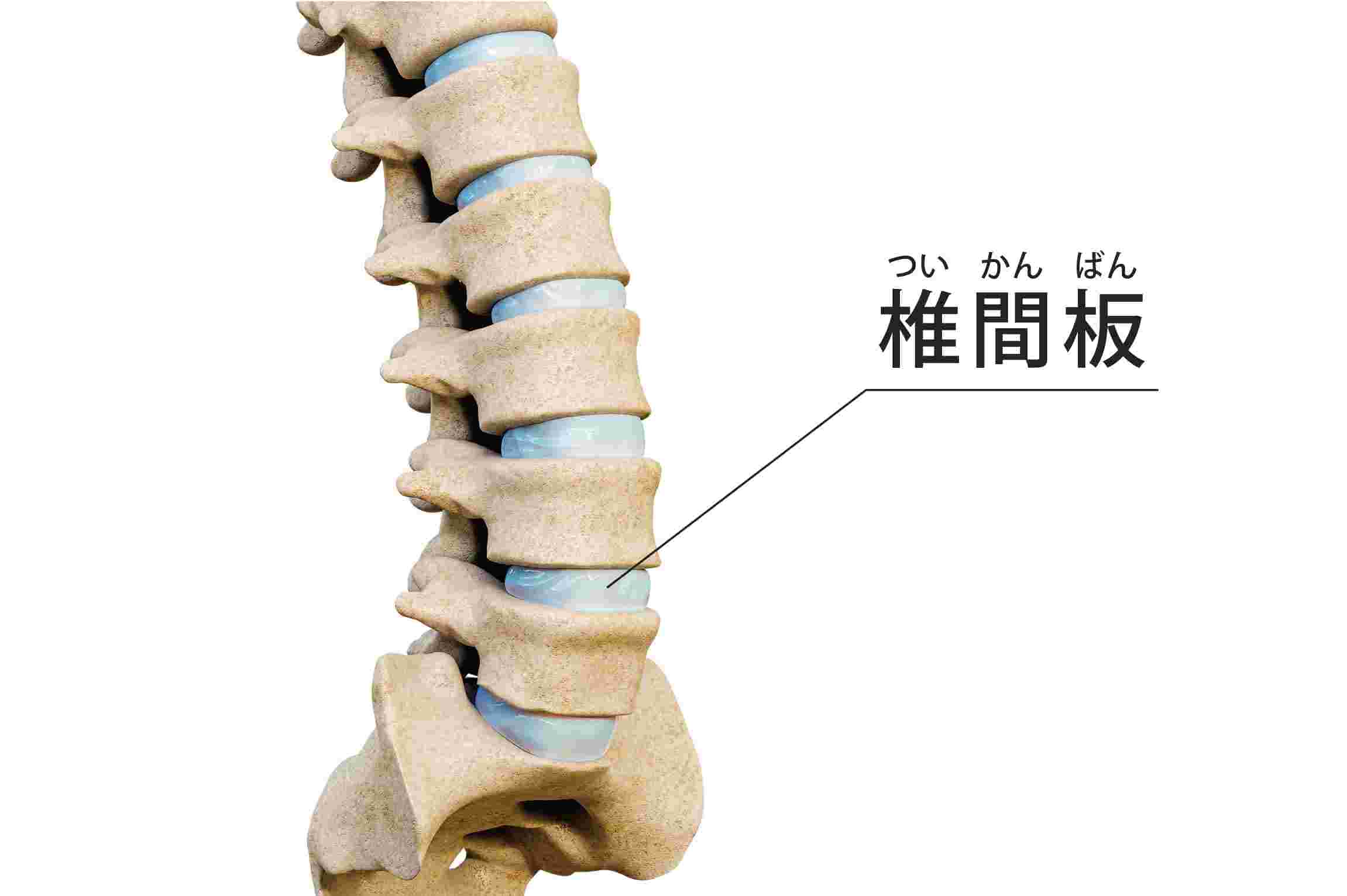 長時間の座り過ぎは要注意！腰痛悪化の原因と対策を紹介 - 株式
