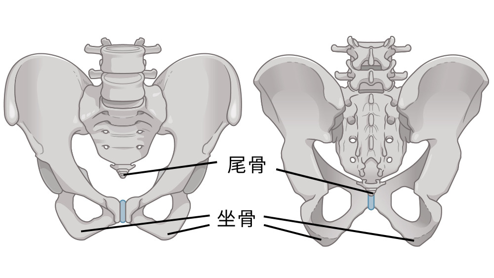 座るとお尻（尾てい骨）が痛いのはなぜ？痛みの原因・ストレッチなど実践しやすい対処法を解説 - 株式会社リハサク
