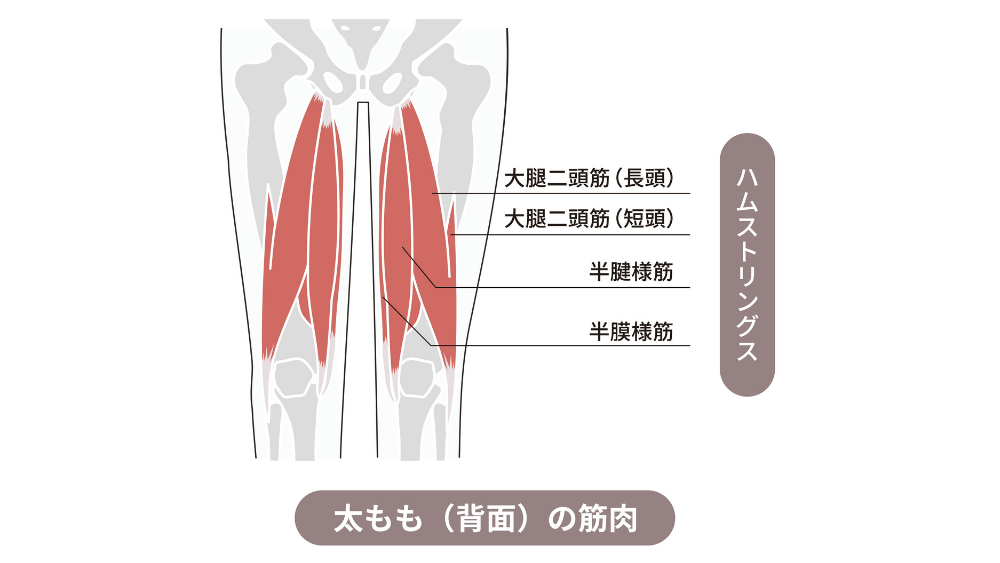太ももが筋肉痛で痛い理由と対策｜部位別原因＆即効ストレッチを紹介