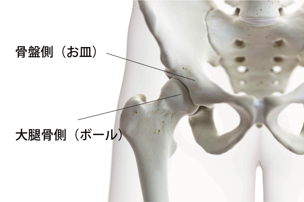 股関節痛の原因は何?痛みと関連する病気とストレッチ・筋トレ法を専門家が解説! - 株式会社リハサク