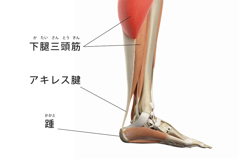 アキレス腱が切れる前兆は？原因や症状、アキレス腱断裂を防ぐケアの