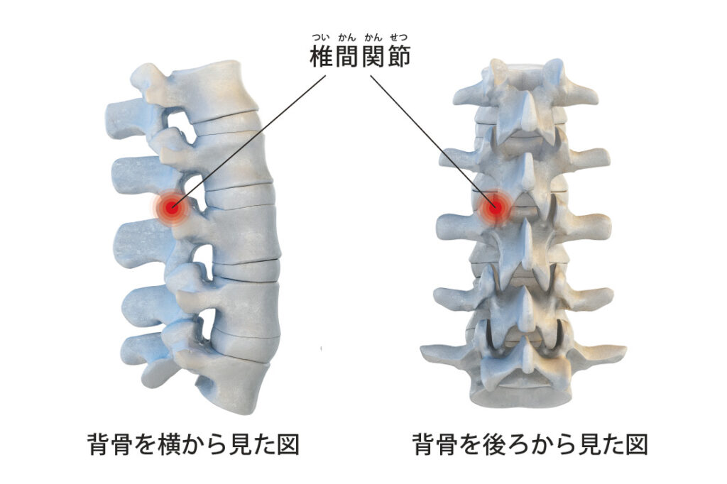 腰骨の痛みは腰痛が原因?考えられる病気について徹底解説! - 株式会社リハサク