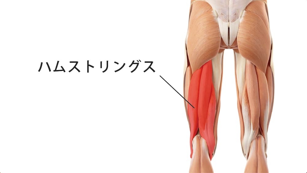 太もも（大腿）の裏が痛いのはなぜ？痛みの原因と簡単ストレッチ  
