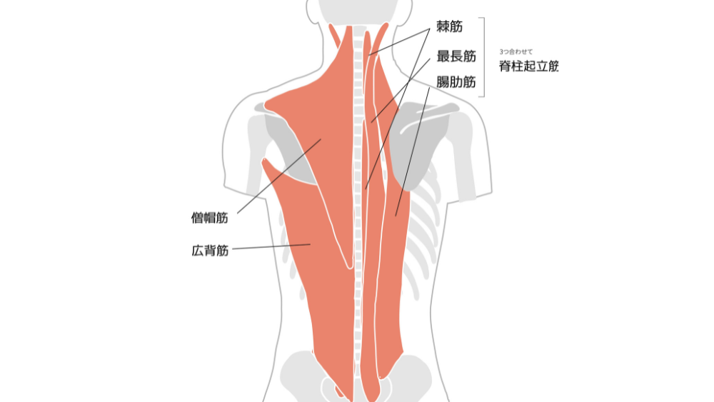 背中の真ん中が突然痛い原因は?内臓・筋肉・ストレスの見分け方と対処法 - 株式会社リハサク